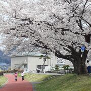 桜満開