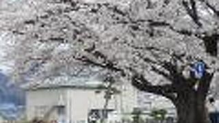 桜満開