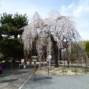 本堂の前には、「おかめ桜」と呼ばれる枝垂桜