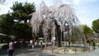 本堂の前には、「おかめ桜」と呼ばれる枝垂桜