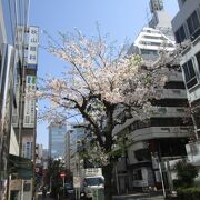 桜並木のオフィス街通りです。