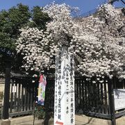 花びらを持ち帰ると恋が成就する「御会式桜」