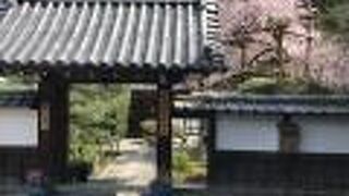 山門隣にのぞくきれいな桜