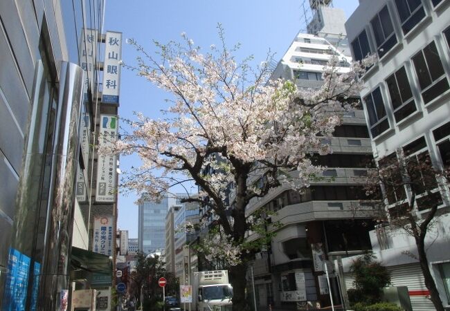 桜並木のオフィス街通りです。