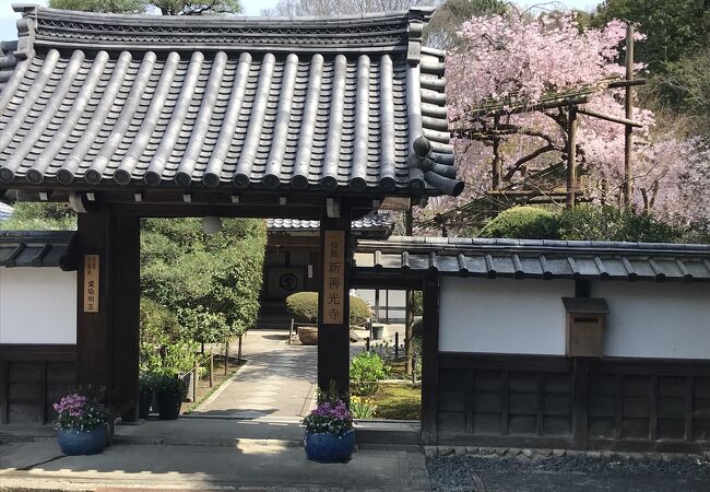 山門隣にのぞくきれいな桜