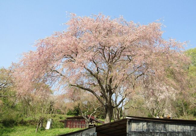 まつもと滝桜