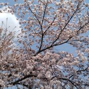 4月だけどまだ桜が残っていて花見できた