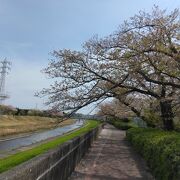 戸塚駅近くから桜並木が続く