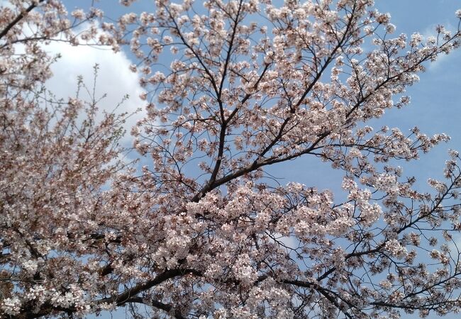 4月だけどまだ桜が残っていて花見できた