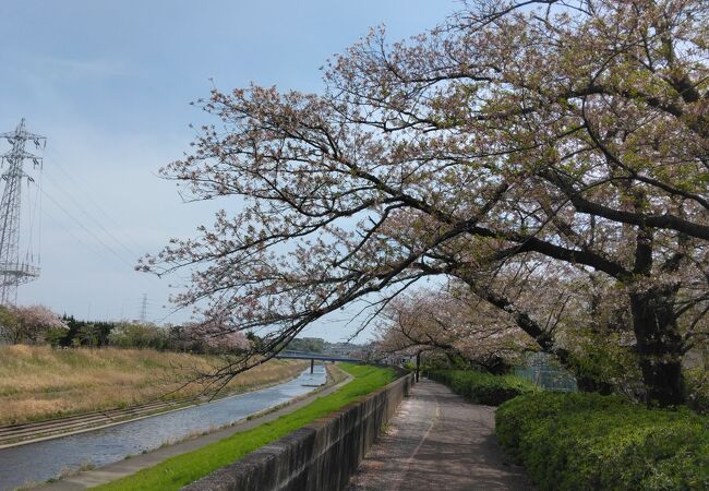 戸塚駅近くから桜並木が続く