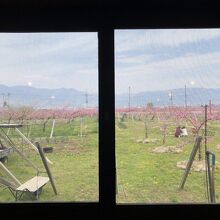 窓から桃畑が見えます