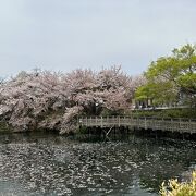 秦野盆地湧水群の中で最大級の湧き水量の池