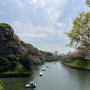 桜シーズン