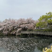 今泉名水桜公園