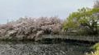 今泉名水桜公園