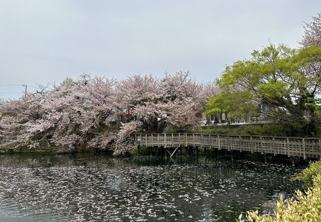 秦野盆地湧水群の中で最大級の湧き水量の池