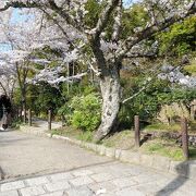 桜のトンネルが楽しめる遊歩道