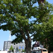 札幌景観資産に指定されている植物