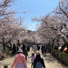 臥竜公園さくらまつり