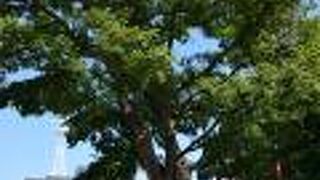 札幌景観資産に指定されている植物