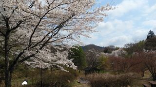 桜を楽しめる静かな公園