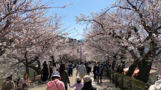 臥竜公園さくらまつり