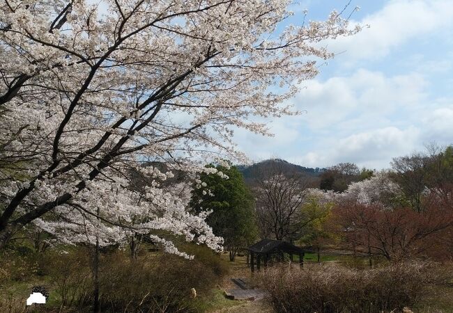 桜を楽しめる静かな公園