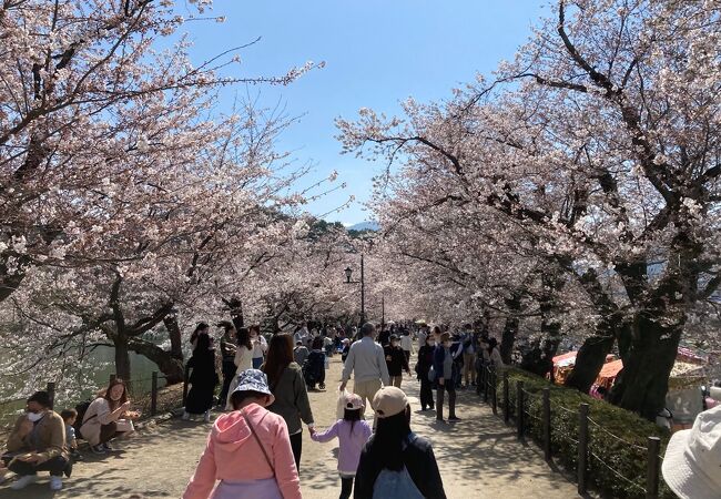 臥竜公園さくらまつり