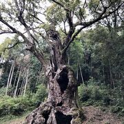 樹齢3000年のパワー