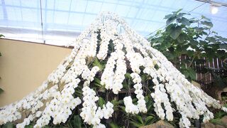 冬場は温室で花々を楽しめます