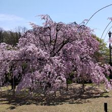 西宮市北山緑化植物園