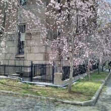 建物周りに咲いていた枝垂れ桜並木