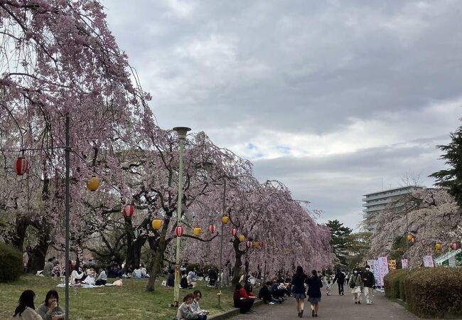 しだれ桜や他桜が見事に美しい公園