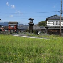 菜の花が広がる