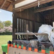 白馬と桜の景色