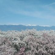 4月3日から3泊4日で長野県の桜巡り4件目(2日目)