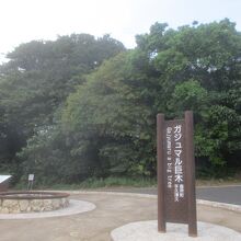 手久津久の巨大ガジュマル