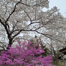 桜満開
