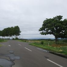 セブンスターの木