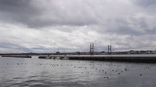 イソヒヨドリが見られました。