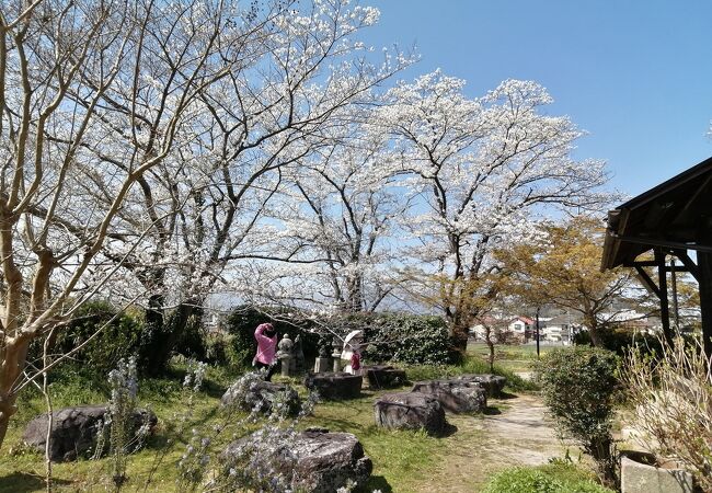 桜の咲くのどかな場所