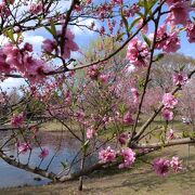 桃・桜・菜の花綺麗でした