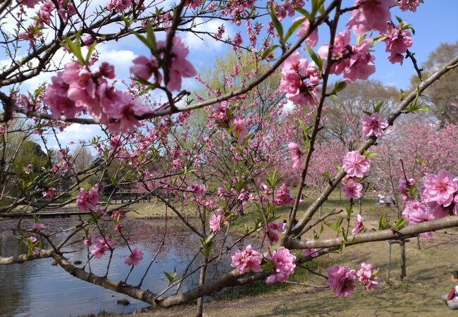 桃・桜・菜の花綺麗でした