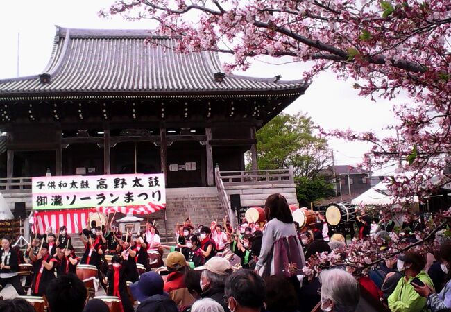 桜咲く境内で「高野太鼓＆御瀧ソーランまつり」で賑わいました