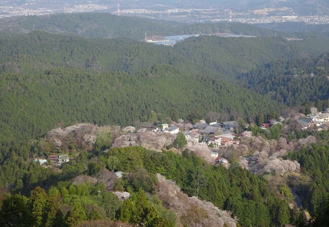 吉野桜を見下ろす絶景