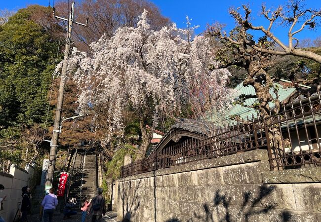 立派な枝垂れ桜