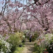 桜の名所