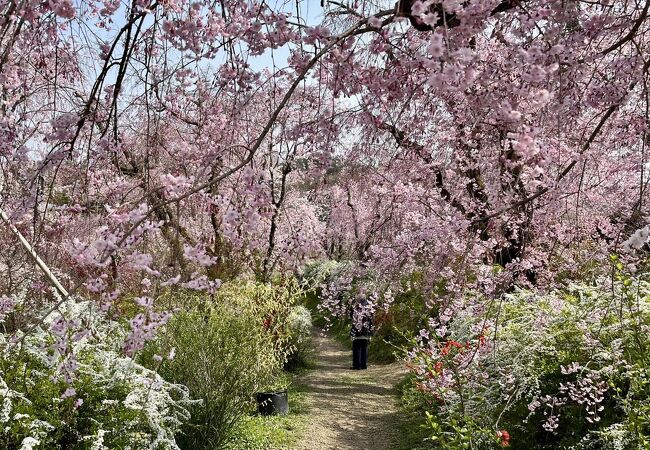 桜の名所