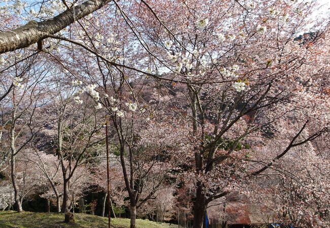 桜の中の公園