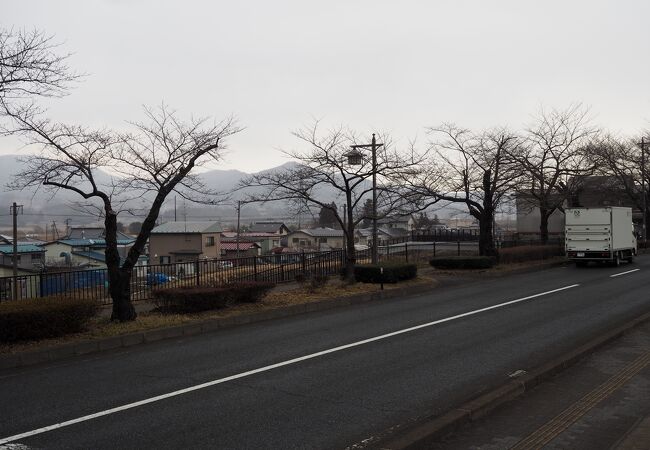 平泉町県道300号線の桜並木
